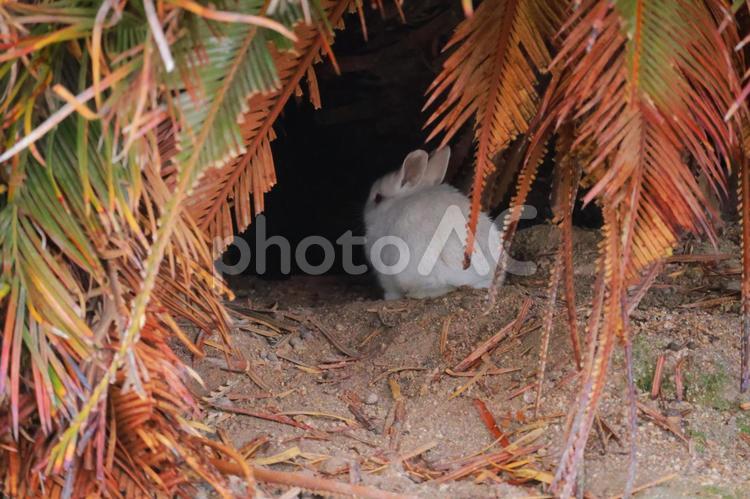 木の中に隠れる白うさぎの赤ちゃん うさぎ,ウサギ,兎の写真素材
