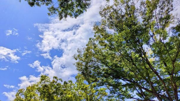 青空と緑の木々-15 青空と緑の木々-15 素材,壁紙,ブルースカイの写真素材