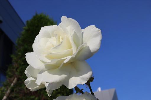 バラ園に咲く白い薔薇を撮りました バラ園に咲く白い薔薇を撮りました 花,薔薇,自然の写真素材