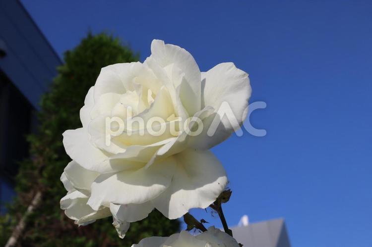 バラ園に咲く白い薔薇を撮りました 花,薔薇,自然の写真素材