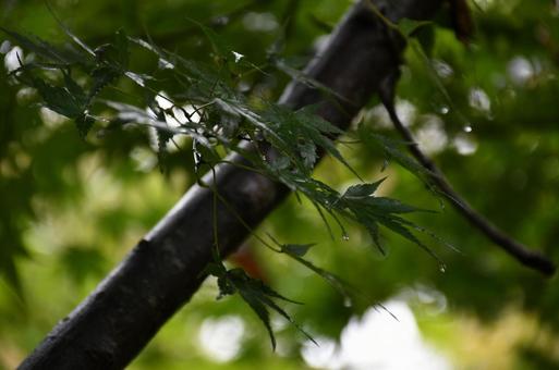 雨に濡れたモミジの葉の写真