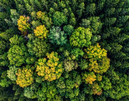 上から見た森の背景写真 上から見た森の背景写真の写真