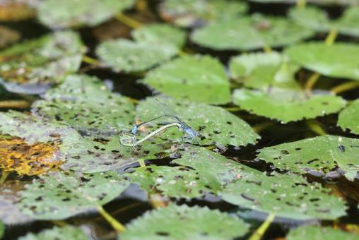 クロイトトンボの写真
