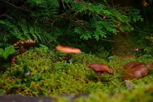 苔とキノコ 苔とキノコ 苔,きのこ,山の写真素材