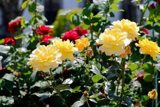 薔薇 ゴールデングロー 薔薇 ゴールデングロー 薔薇,ゴールデングロー,黄色の写真素材