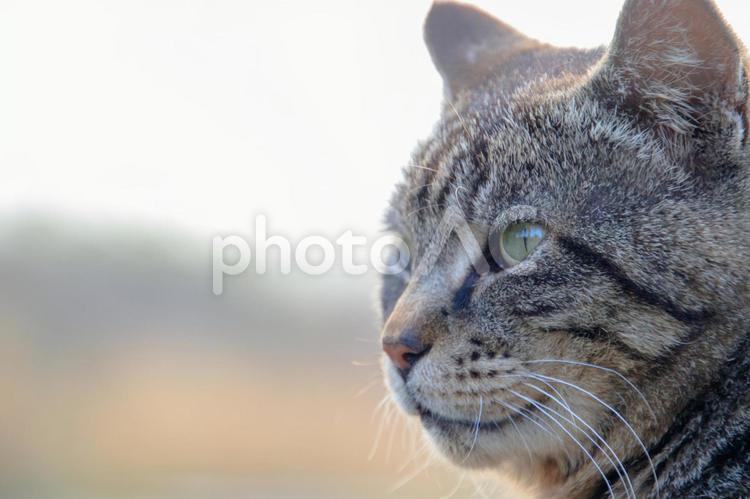 遠くを見つめるネコ コピースペース,白バック,仔猫の写真素材