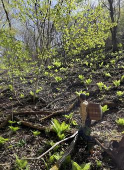 山菜採り 山道,山,自然の写真素材