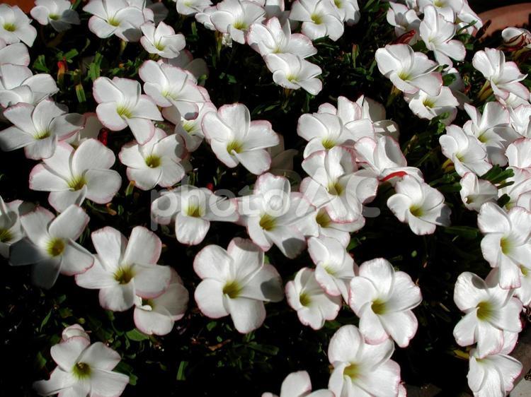 オキザリス　咲く風景 オキザリス,草花,球根植物の写真素材