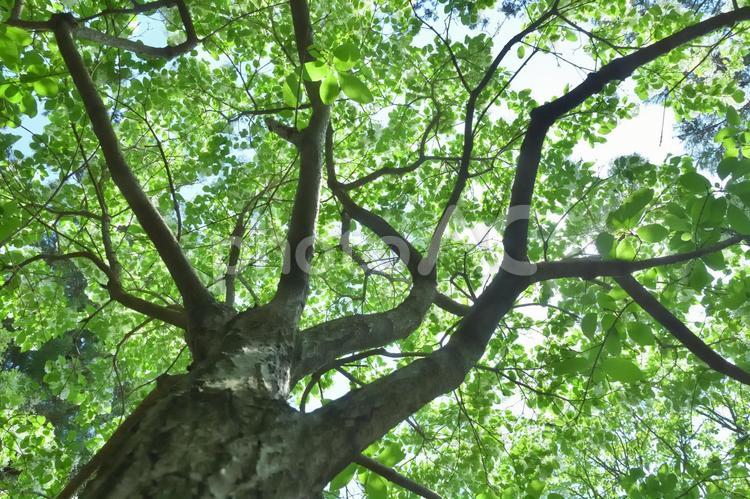 なんじゃもんじゃの木 なんじゃもんじゃの木,ひとつばたご,樹木の写真素材