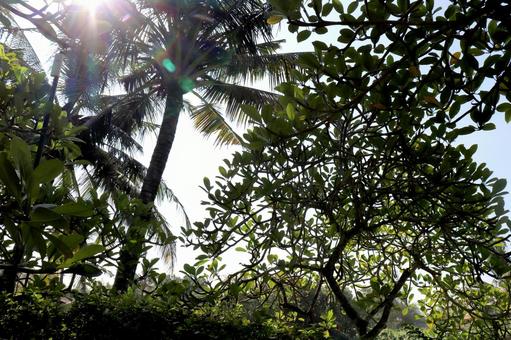 南国の木々 南国,木,木々の写真素材