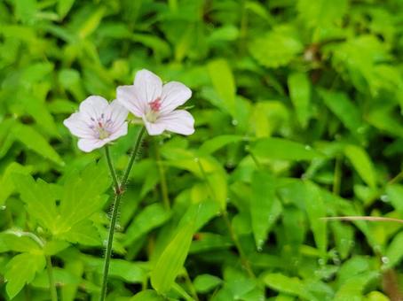 自然 野草 白い花 自然 野草 白い花 白い花,ニリンソウ,自然の写真素材