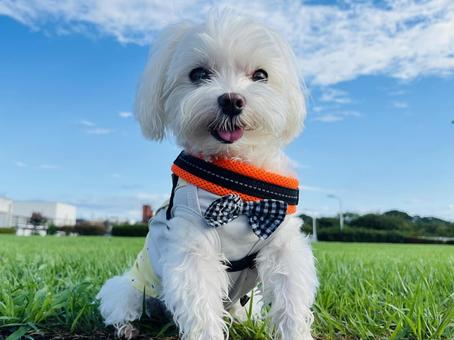 かわいいマルチーズ かわいいマルチーズ 犬,マルチーズ,かわいい犬の写真素材