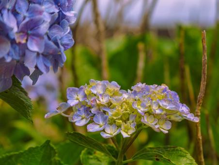 アジサイの花6 アジサイの花6の写真