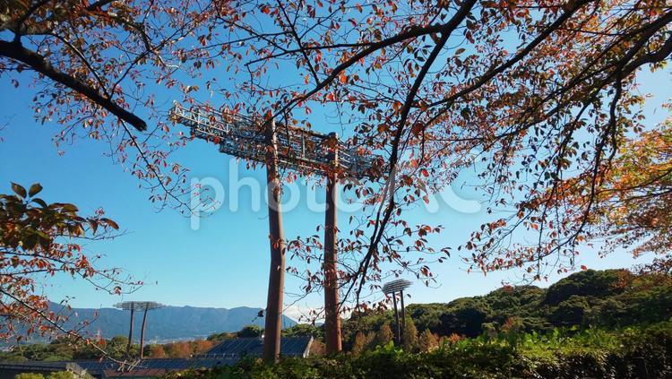 秋の博多の森 自然,秋,晴れの写真素材