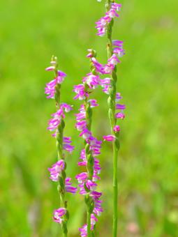 Photo, screw burner, flower, summer, 