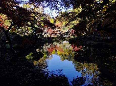 <千葉県>成田山公園(紅葉) <千葉県>成田山公園(紅葉) 成田山,龍智池,紅葉の写真素材