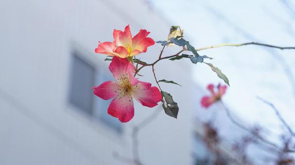 冬に咲く花の写真