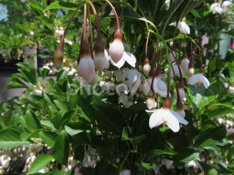 エゴノキの可憐な白い花 エゴノキ,白い花,樹木の写真素材