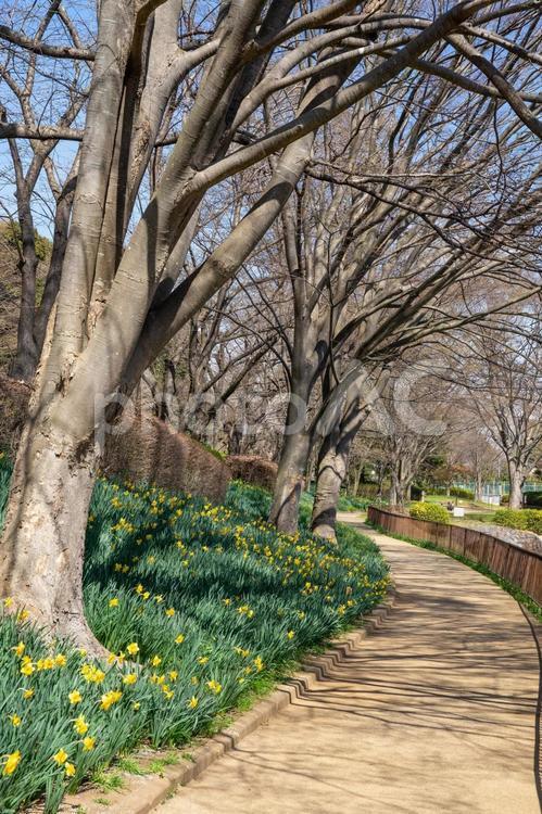 満開の水仙が咲く公園 スイセン,植物,公園の写真素材