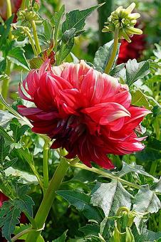 宝塚ダリア園 夏 ダリア18 宝塚ダリア園 夏 ダリア18 宝塚市,宝塚ダリア園,ダリアの写真素材