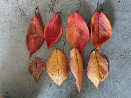 枯れ 落葉,紅葉,桜の葉の写真素材