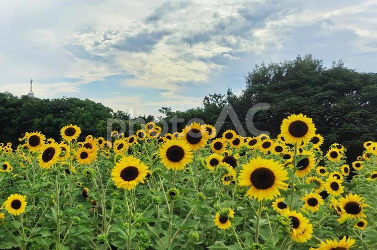 ひまわり５６ ひまわり,夏,葉の写真素材