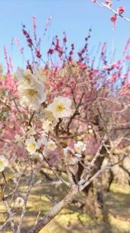 梅の花 梅の花 梅,花,白梅の写真素材