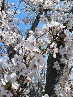 桜 桜の写真