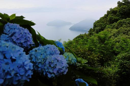 6月中旬の紫雲出山のアジサイの花と霧の海 6月中旬の紫雲出山のアジサイの花と霧の海の写真