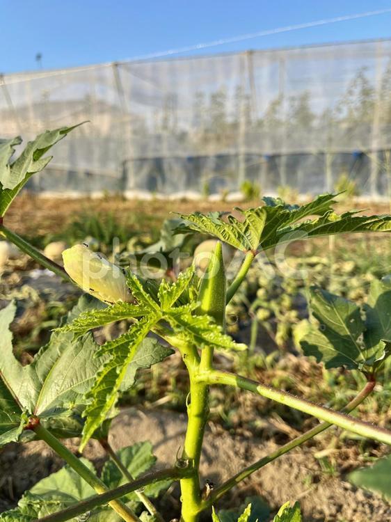 家庭菜園の夏野菜　18 家庭菜園,菜園,畑の写真素材