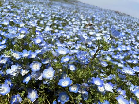ネモフィラの背景 ネモフィラの背景の写真