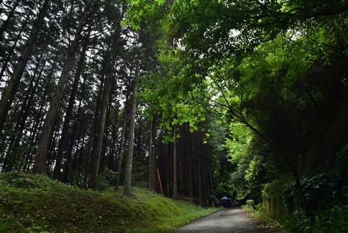 晴れた日の山道の写真