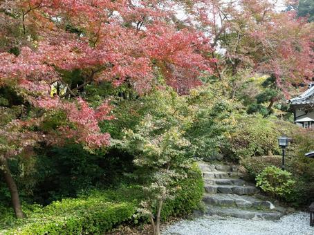 紅葉の庭園 紅葉の庭園の写真