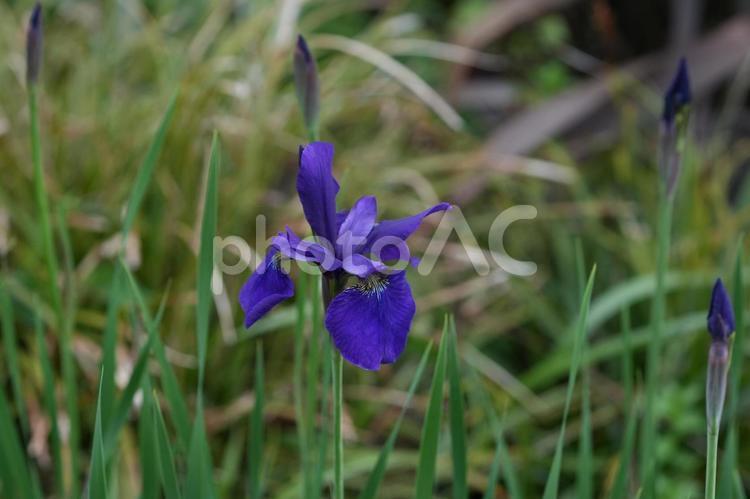 カマヤマショウブ（蒲山菖蒲） カマヤマショウブ,蒲山菖蒲,春の花の写真素材
