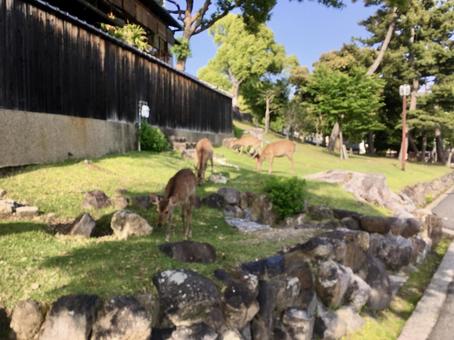 奈良公園の鹿 奈良公園の鹿の写真