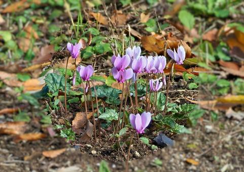 原種シクラメンの花 原種シクラメン,野生,秋の写真素材