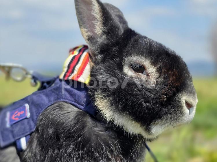 うさんぽ中のうさぎ うさぎ,ウサギ,草食動物の写真素材