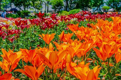 オレンジのゆりの花 オレンジのゆりの花 百合,ゆり,花畑の写真素材