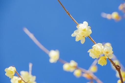 青空に映えるロウバイのアップ ロウバイ,花,黄色の写真素材