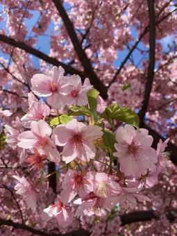 河津桜 河津桜 桜,春,サクラの写真素材