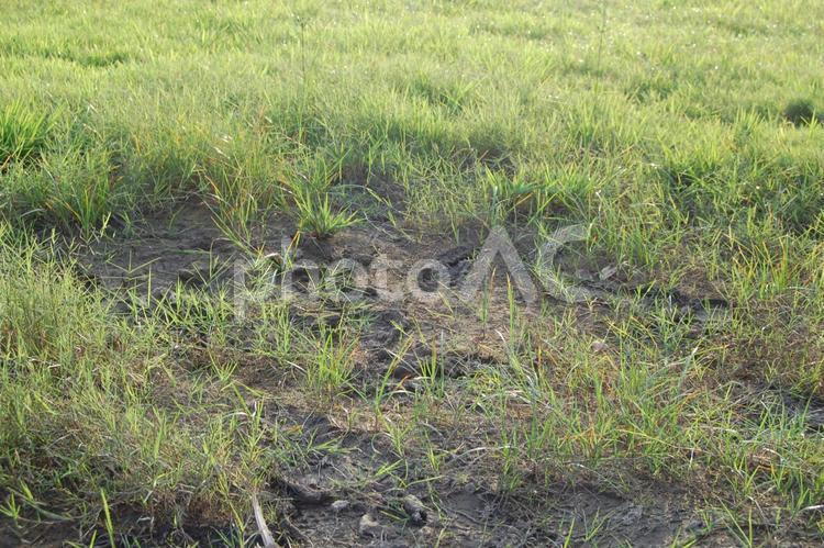 まちなかの自然 背景,フレーム,草の写真素材