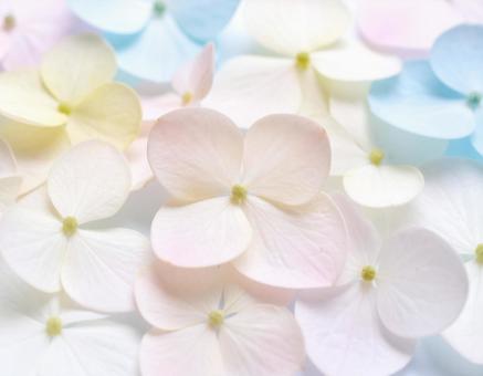 淡い花びら 淡い花びらの写真