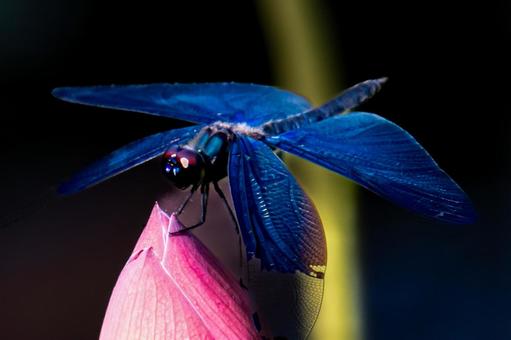チョウトンボとハスの写真