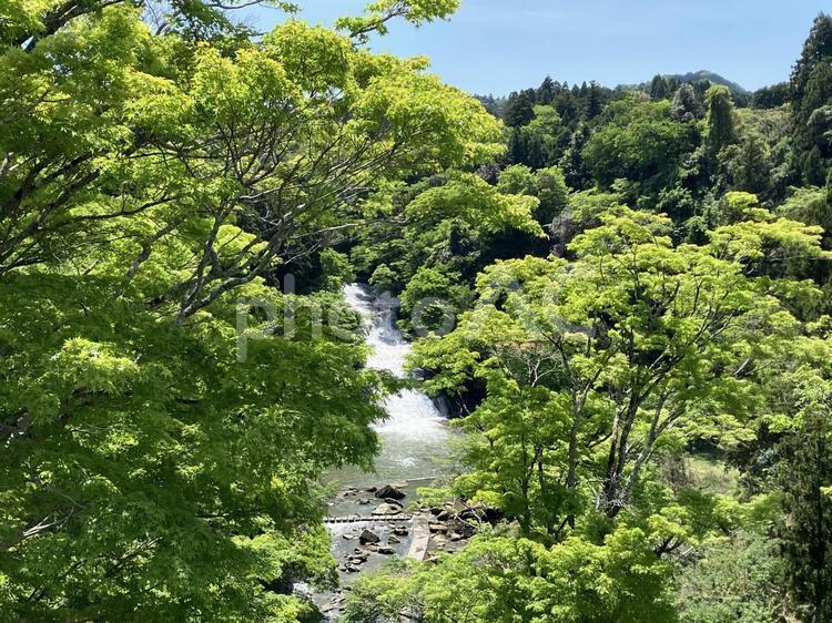 展望台から見た新緑の粟又の滝 粟又の滝,展望台,新緑の写真素材
