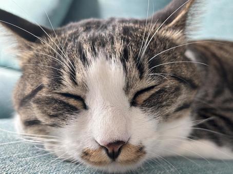 ねむい ねむい 猫の寝顔,猫,キジ白猫の写真素材