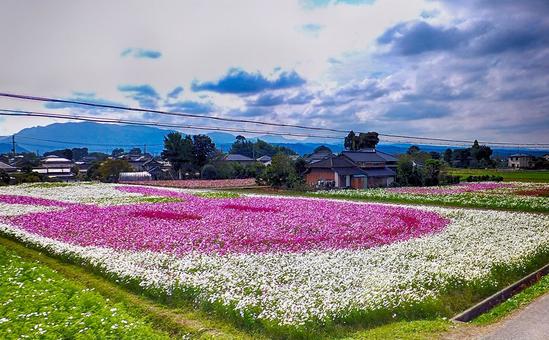 コスモス園 コスモス園の写真