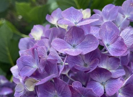 Hydrangea 2, JPG Hydrangea 2, JPG