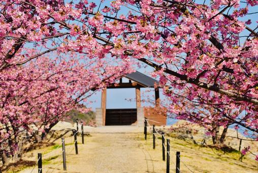 早春の上関城山歴史公園の河津桜 早春の上関城山歴史公園の河津桜の写真
