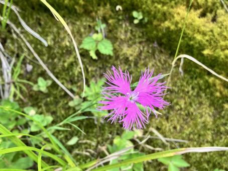 カワラナデシコ２ カワラナデシコ,大和撫子,ヤマトナデシコの写真素材