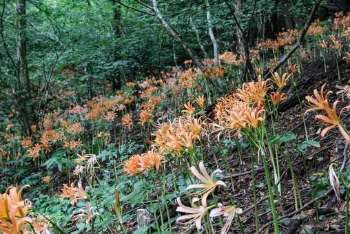 Photo, great fox razor, flower, razor of the great fox, 
